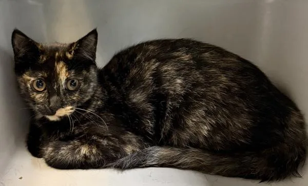 A baby small-sized female Domestic Short Hair cat named Emaline for adoption in Oceanside, CA