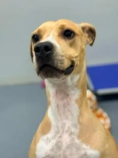 An adult large-sized female Yellow / Tan / Blond / Fawn American Bully dog named Penny for adoption in Winter Haven, FL