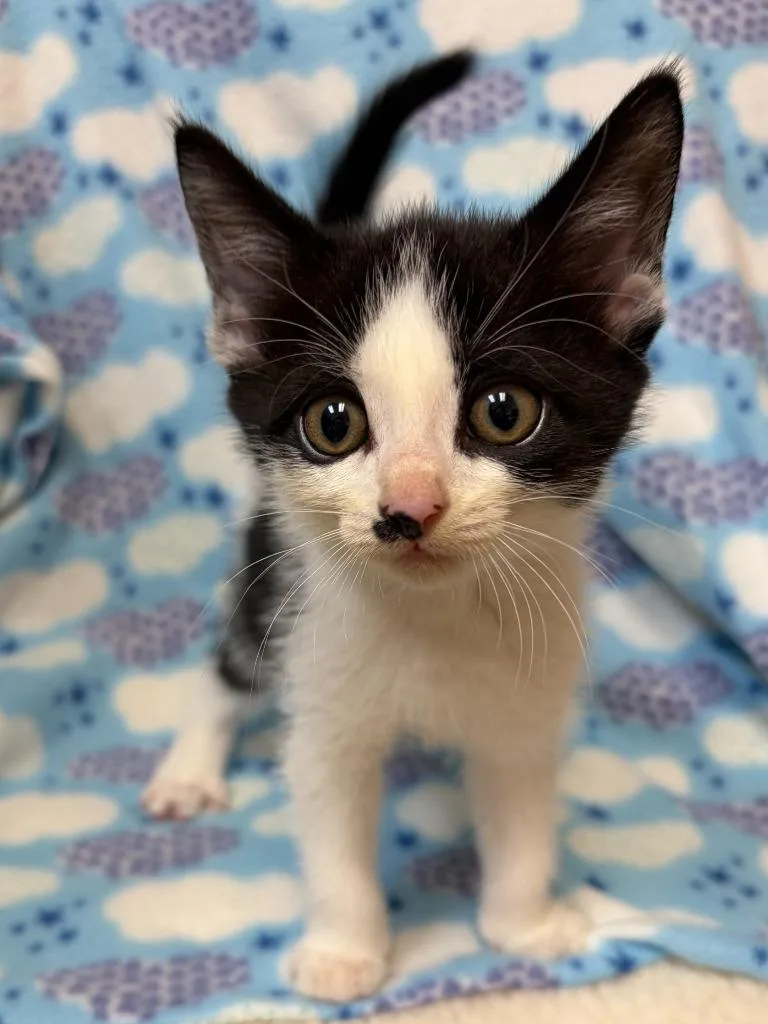 A baby small-sized female Domestic Short Hair cat named Frizzy for adoption in Clinton, SC