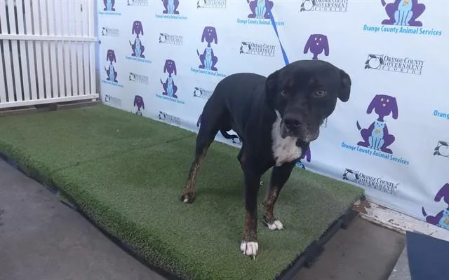 An adult large-sized male Pit Bull Terrier dog named Negril for adoption in Orlando, FL