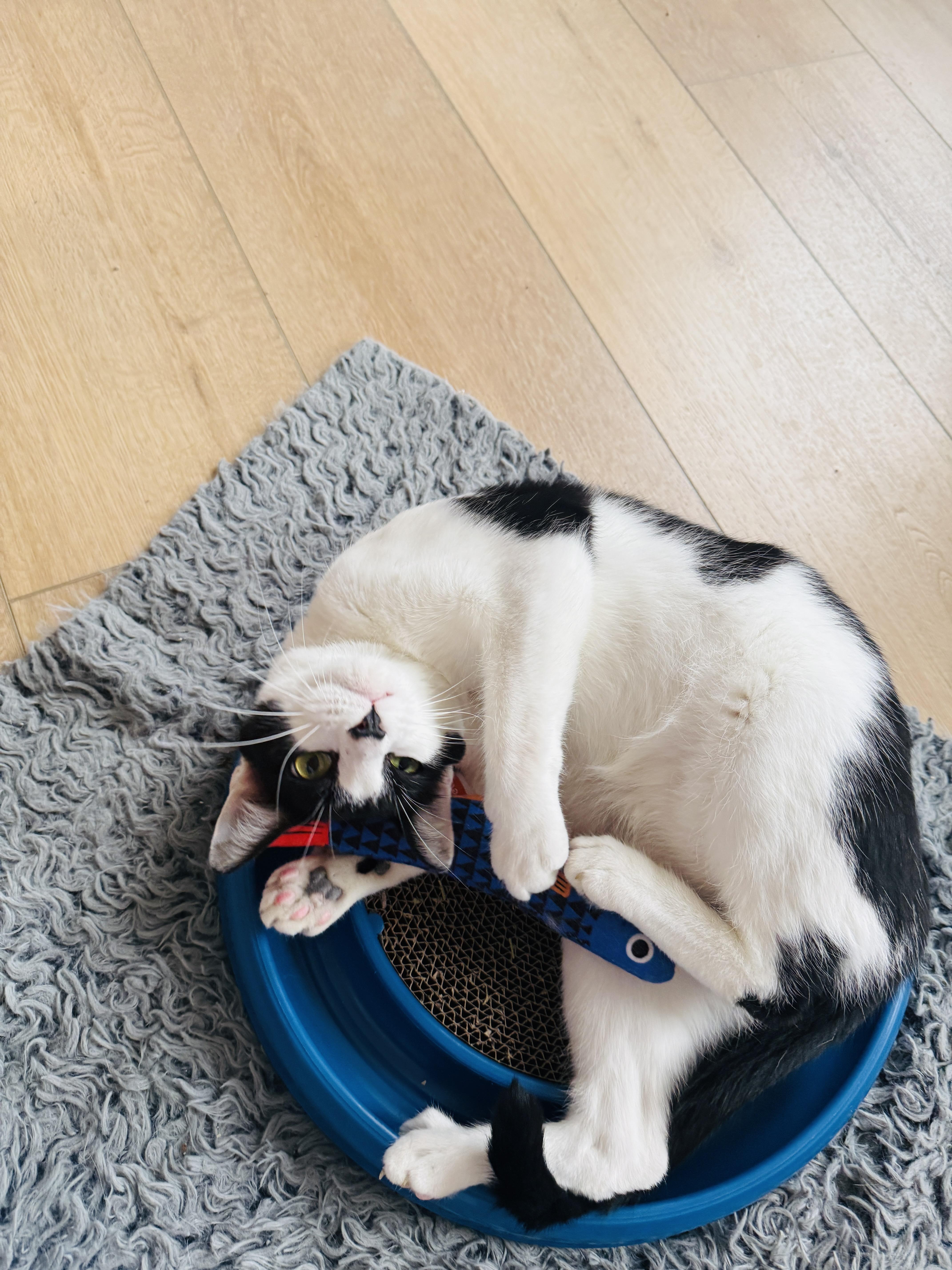 An adult large-sized male Domestic Short Hair cat named George for adoption in Chicago, IL