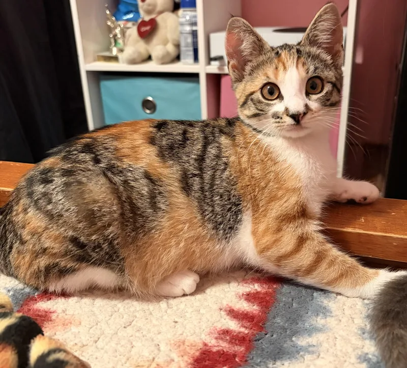 A young small-sized female Calico cat named Minnie for adoption in Hollister, CA