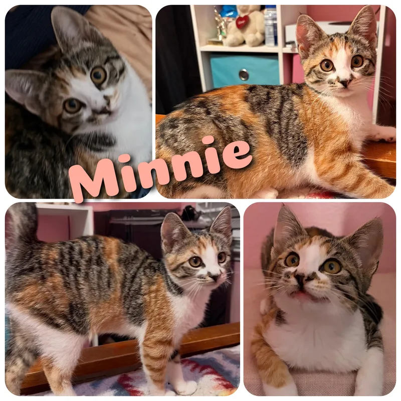 Minnie thumbnail 3