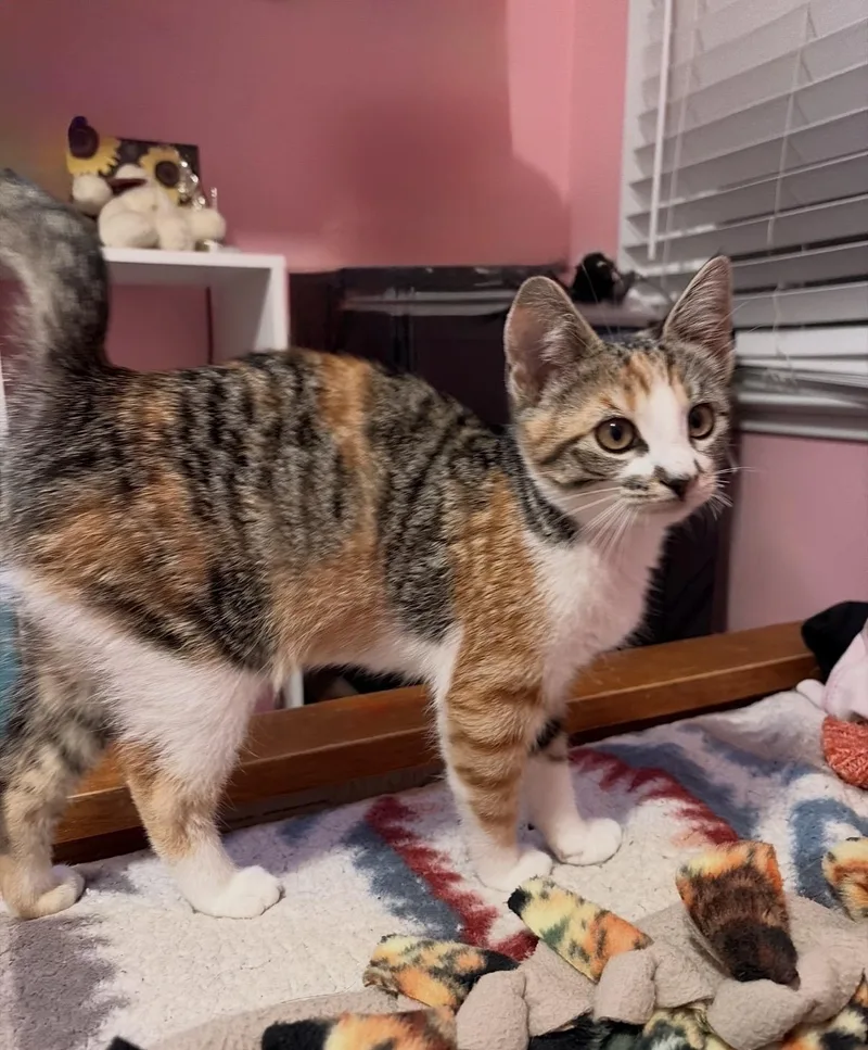 Minnie thumbnail 4