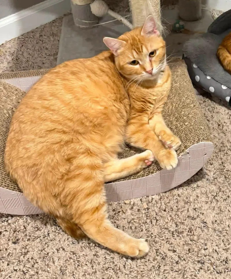 An adult medium-sized female Tabby (Orange / Red) Domestic Short Hair cat named Asher for adoption in Sioux City, IA