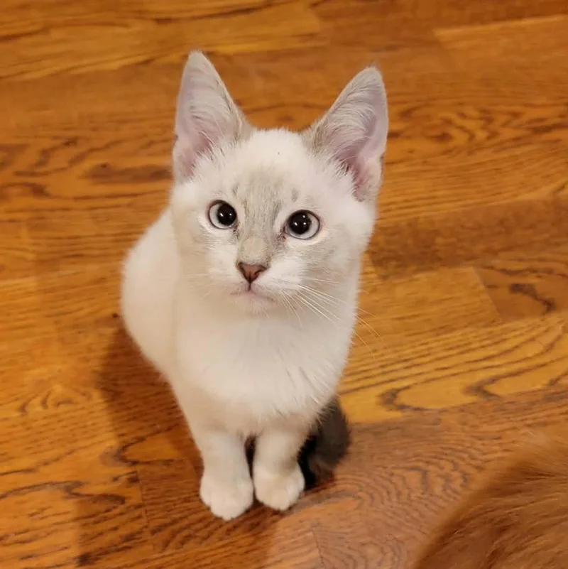 A baby medium-sized male Siamese cat named Woody for adoption in Brierfield, AL