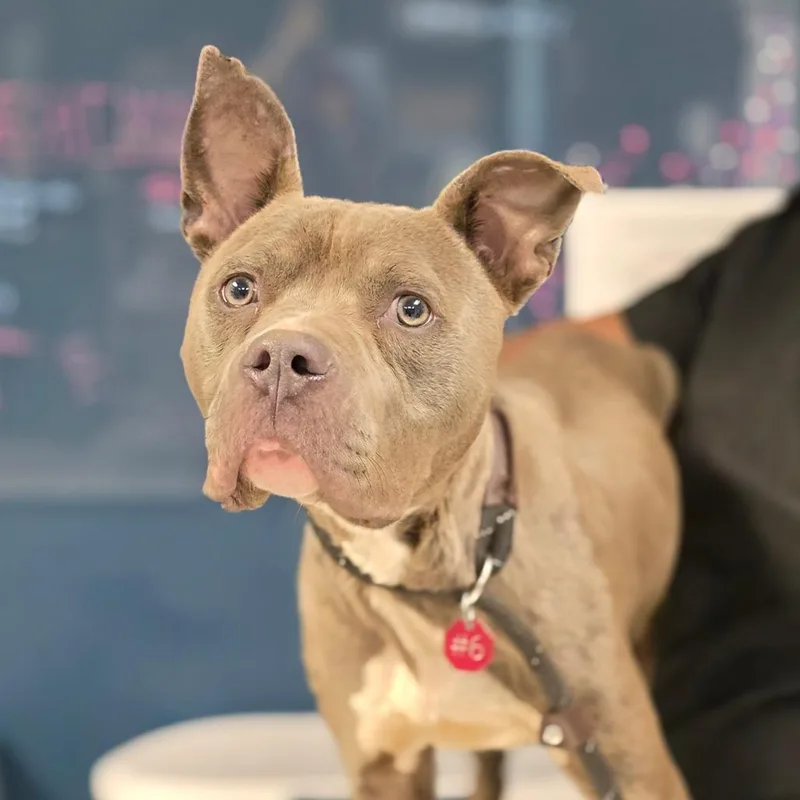 An adult medium-sized male Gray / Blue / Silver Mixed Breed dog named Breeze for adoption in Newark, NJ