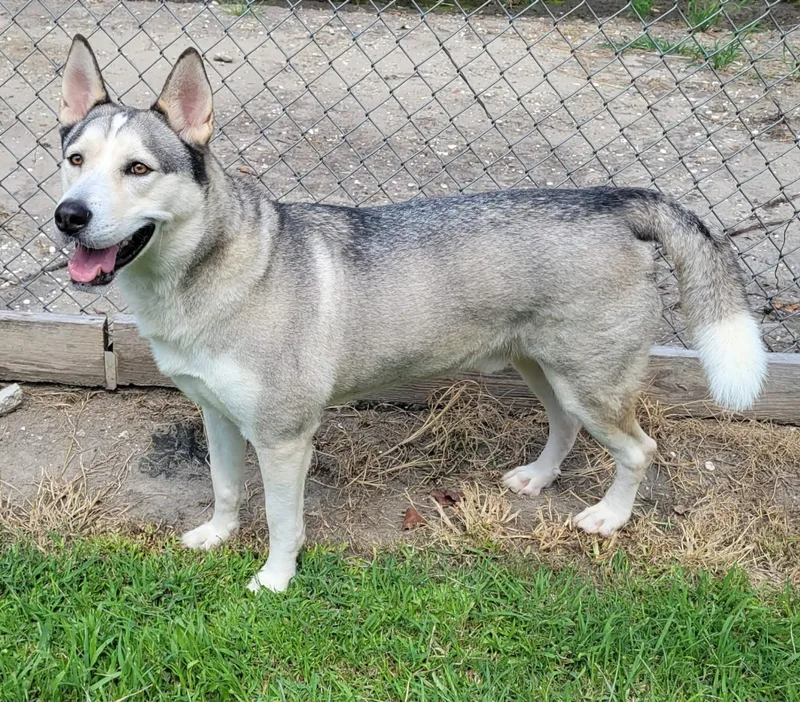 An adult medium-sized male Husky dog named Lucky for adoption in LaPlace, LA