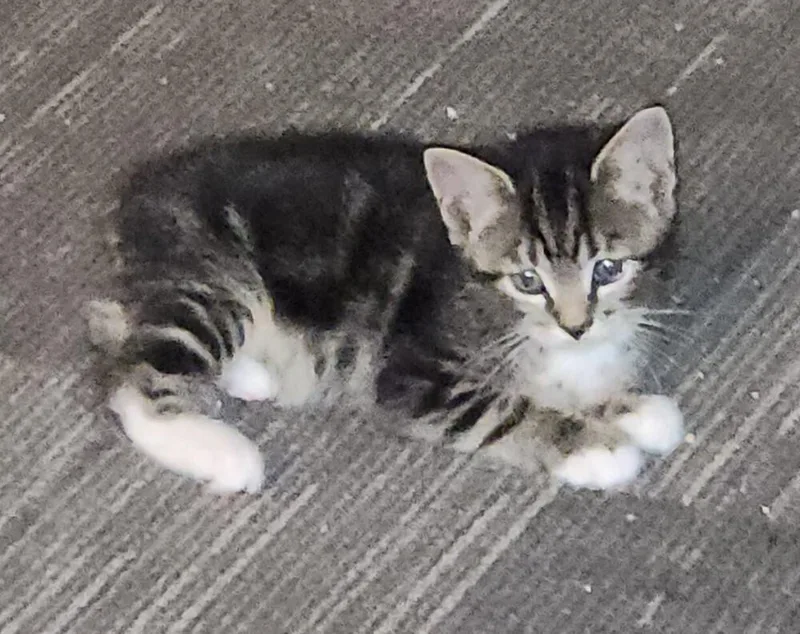 A baby small-sized female Brown / Chocolate Domestic Short Hair cat named Ruth for adoption in Greensboro, NC