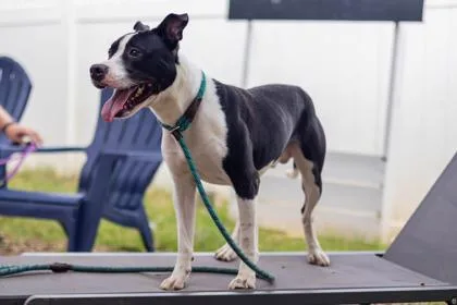 An adult large-sized male Mixed Breed dog named Jedi for adoption in Chamblee, GA
