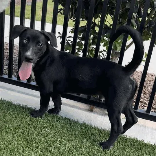 A young small-sized male Black Mixed Breed dog named Knox for adoption in Houston, TX