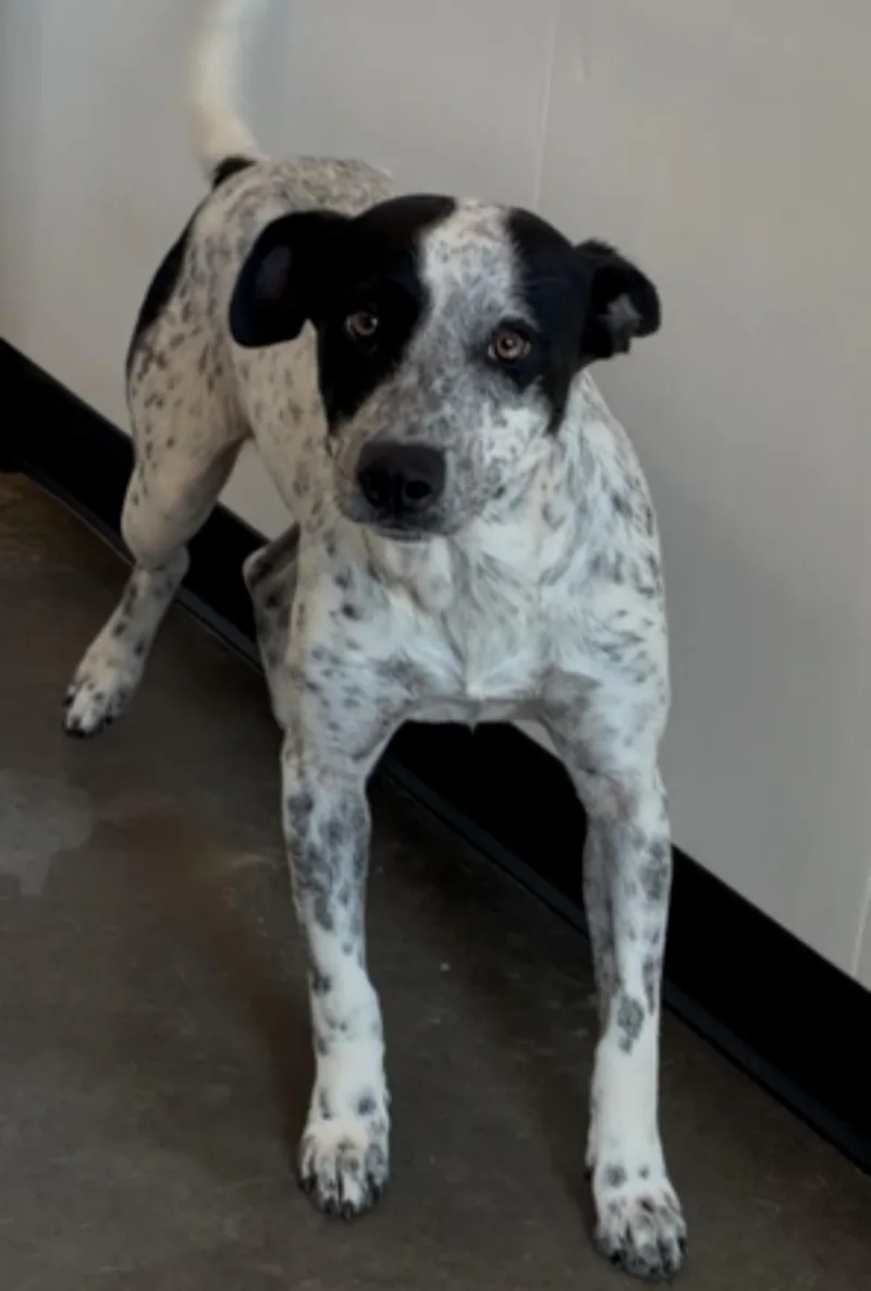 An adult medium-sized male Australian Cattle Dog / Blue Heeler dog named Maverick for adoption in Milwaukee, WI