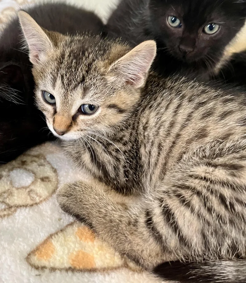 A baby medium-sized female Tabby (Brown / Chocolate) Domestic Short Hair cat named Sprite for adoption in Seville, OH