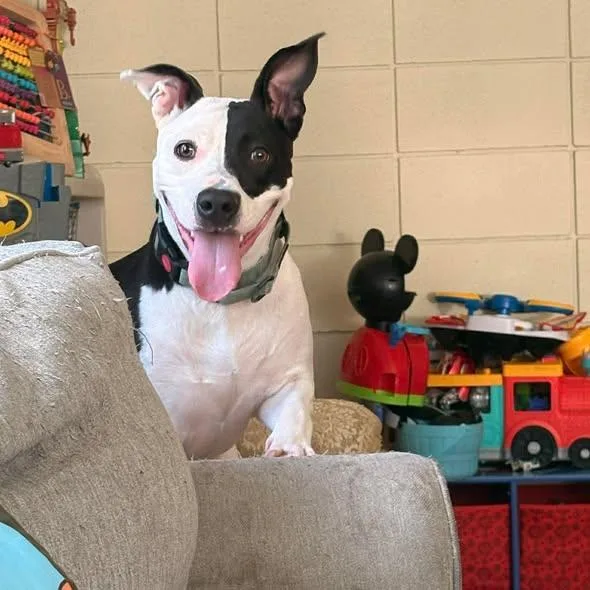 An adult medium-sized female Black Mixed Breed dog named Truly for adoption in Defuniak Springs, FL