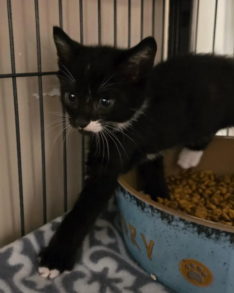 A baby small-sized male Domestic Short Hair cat named Wave for adoption in Blountville, TN