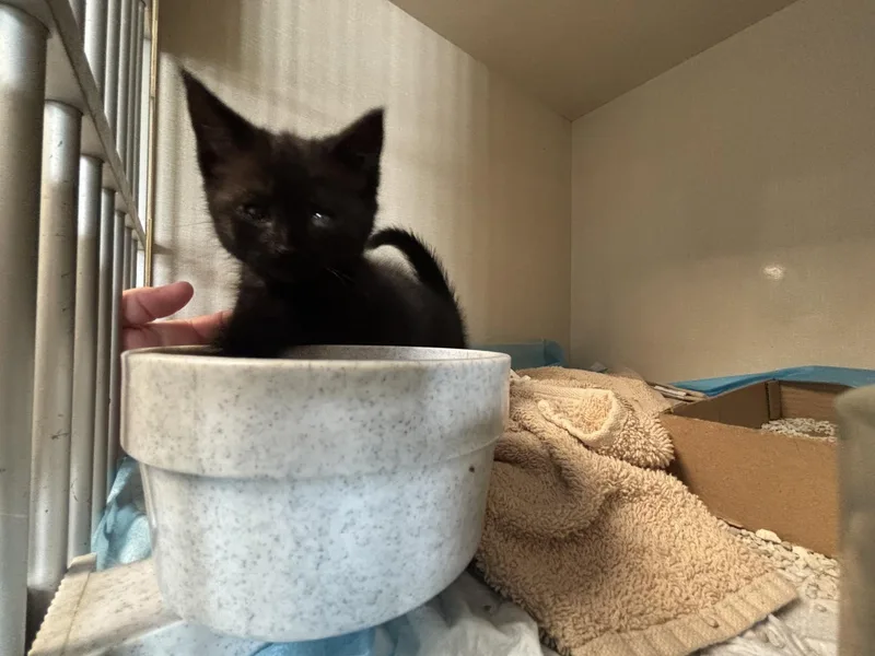 A baby medium-sized female Black Domestic Short Hair cat named Obsidian for adoption in Vernon, NJ
