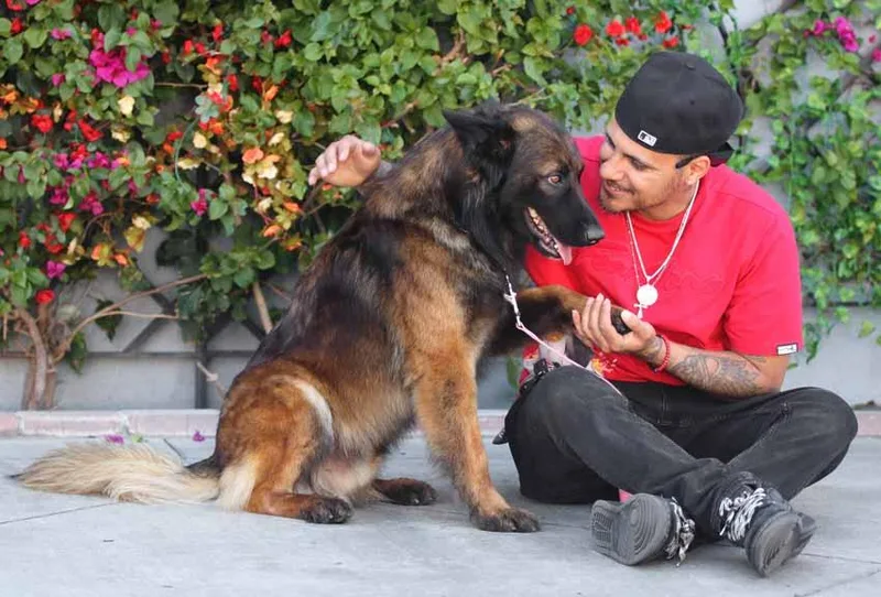 A young large-sized male Sable German Shepherd Dog dog named Ezra Von Eresing for adoption in Los Angeles, CA