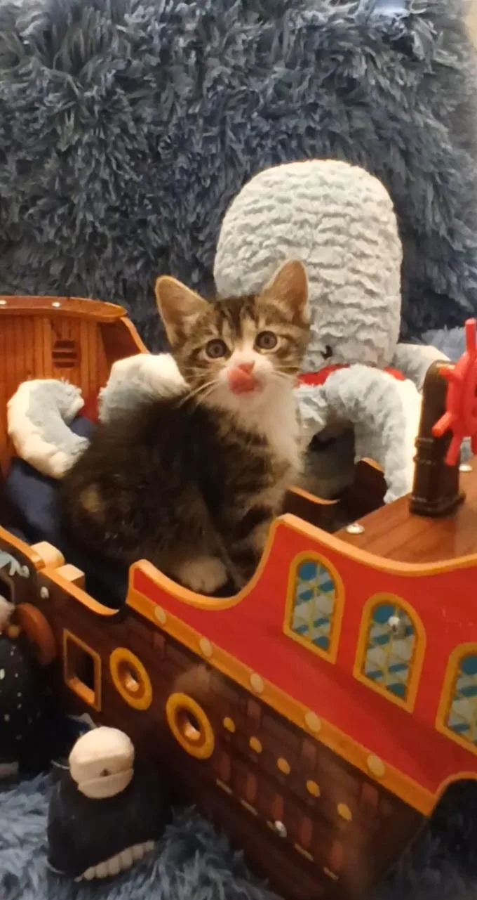 A baby small-sized female Tabby (Buff / Tan / Fawn) Tabby cat named Mochi for adoption in HUNTINGTON BEACH, CA