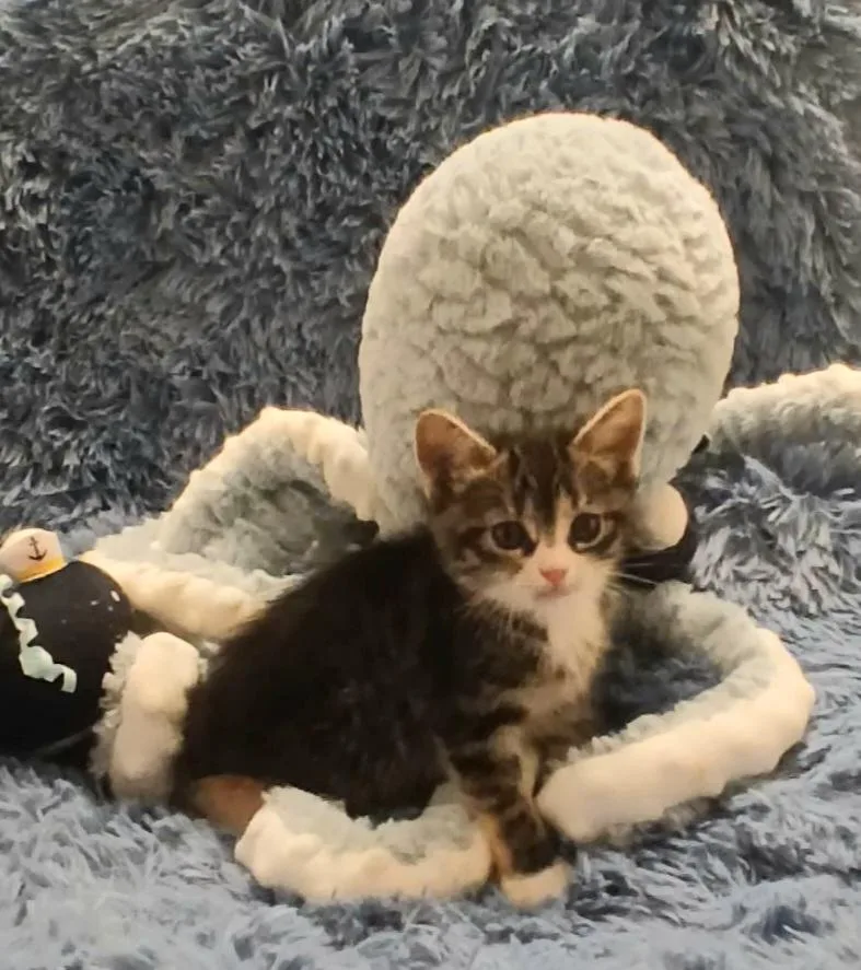 Mochi thumbnail 4