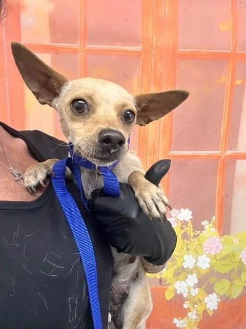 A young small-sized female Chihuahua dog named Cinna for adoption in San Bernardino, CA