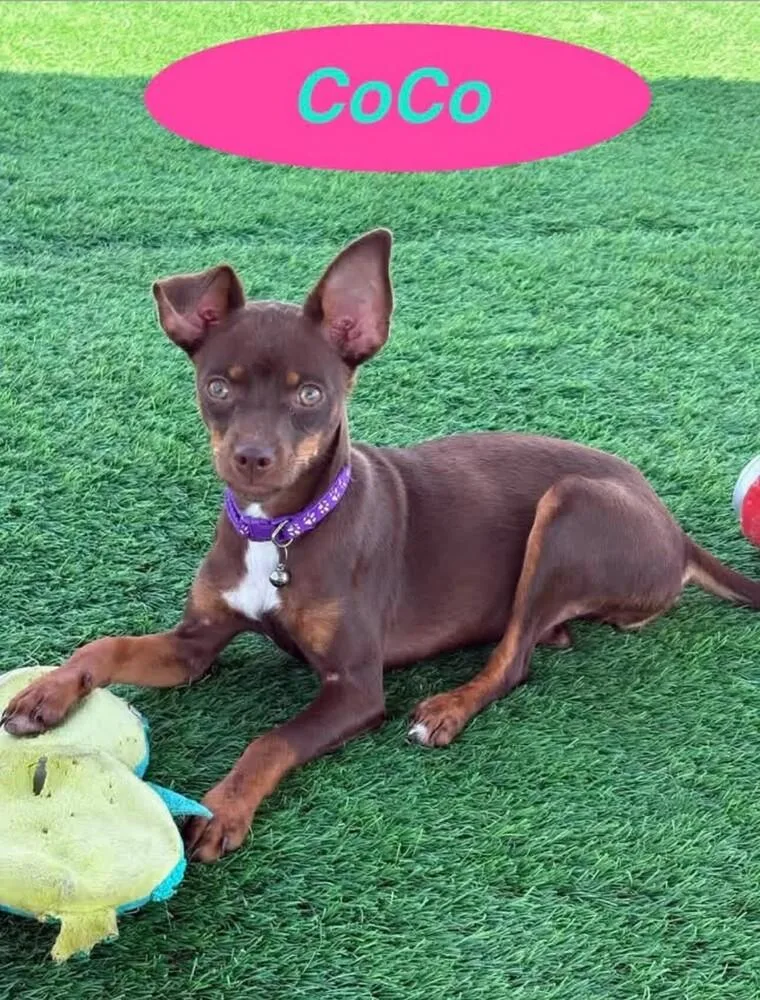 Coco thumbnail 3