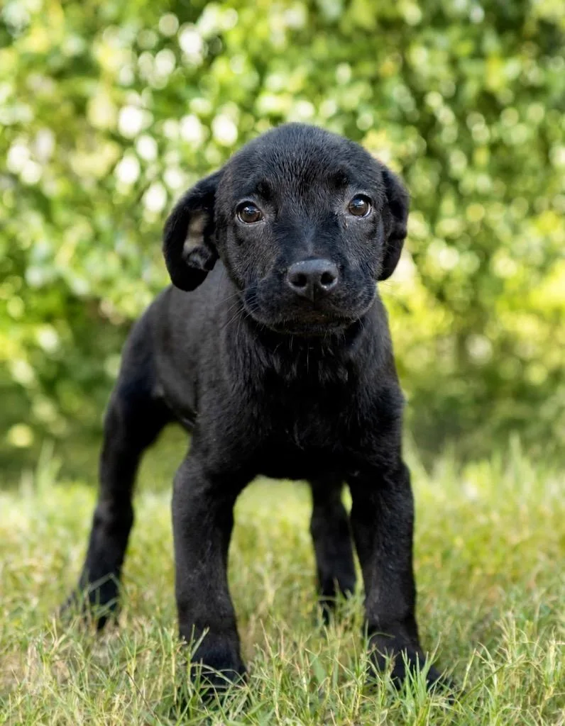 A baby extra large-sized female Labrador Retriever dog named Zaza for adoption in North Syracuse, NY
