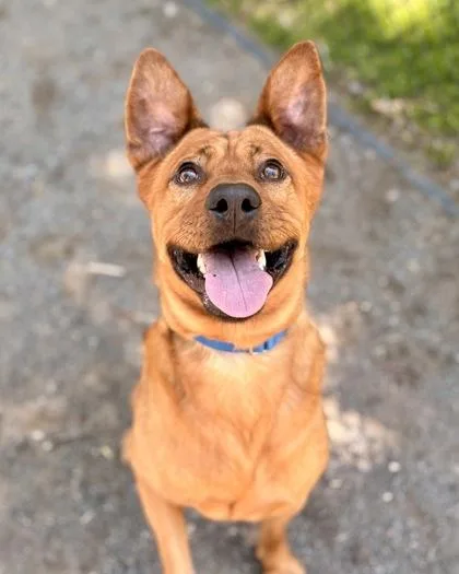 An adult large-sized male Mixed Breed dog named Mandu for adoption in Fairfax, VA