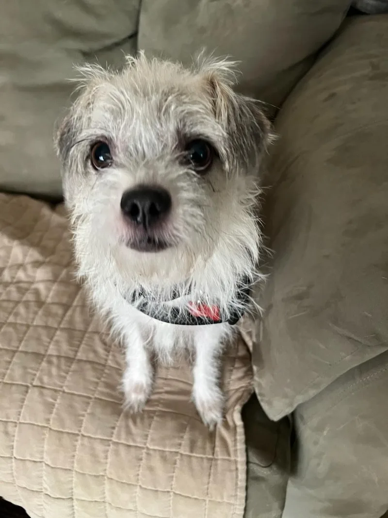 An adult small-sized female Terrier dog named Adelaide for adoption in West Valley, UT