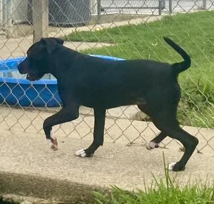 A young medium-sized female Black Pit Bull Terrier dog named Kiona for adoption in Glasgow, KY