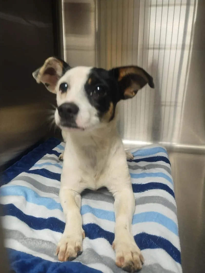 A young small-sized male Jack Russell Terrier dog named Milo for adoption in Windsor, CO