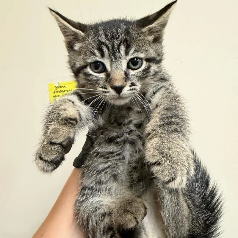 A baby small-sized male Brown / Chocolate Domestic Short Hair cat named Hearts for adoption in Reno, NV