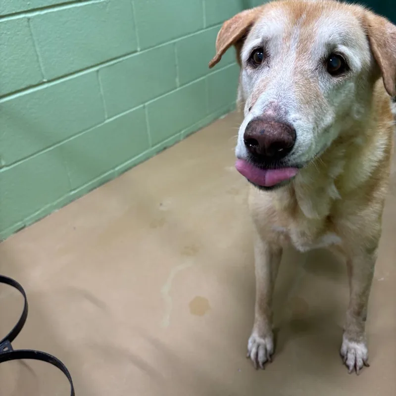 A senior large-sized male Yellow / Tan / Blond / Fawn Labrador Retriever dog named TXACStray for adoption in Portland, TX