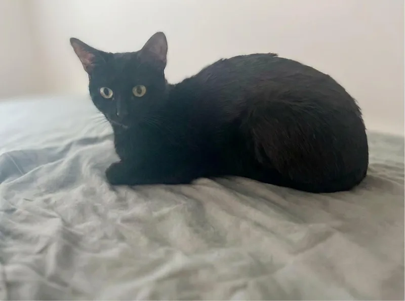 An adult medium-sized female Black Domestic Short Hair cat named Blossom for adoption in Wheaton, IL