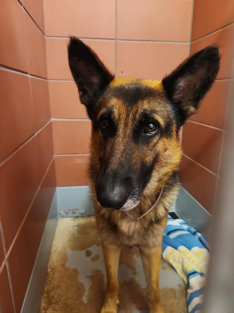 An adult large-sized male German Shepherd Dog dog named Kalel for adoption in Houston, TX