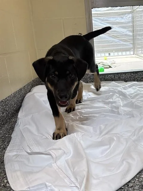Mojo