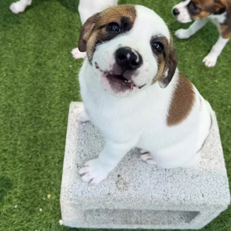 A baby small-sized male White / Cream Mixed Breed dog named Taco for adoption in LOXAHATCHEE, FL