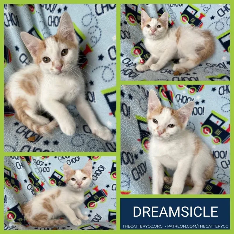 A baby small-sized male Domestic Short Hair cat named Dreamsicle for adoption in Corpus Christi, TX