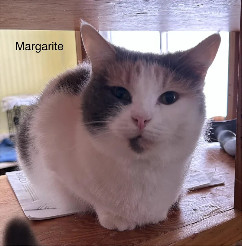 Margarite