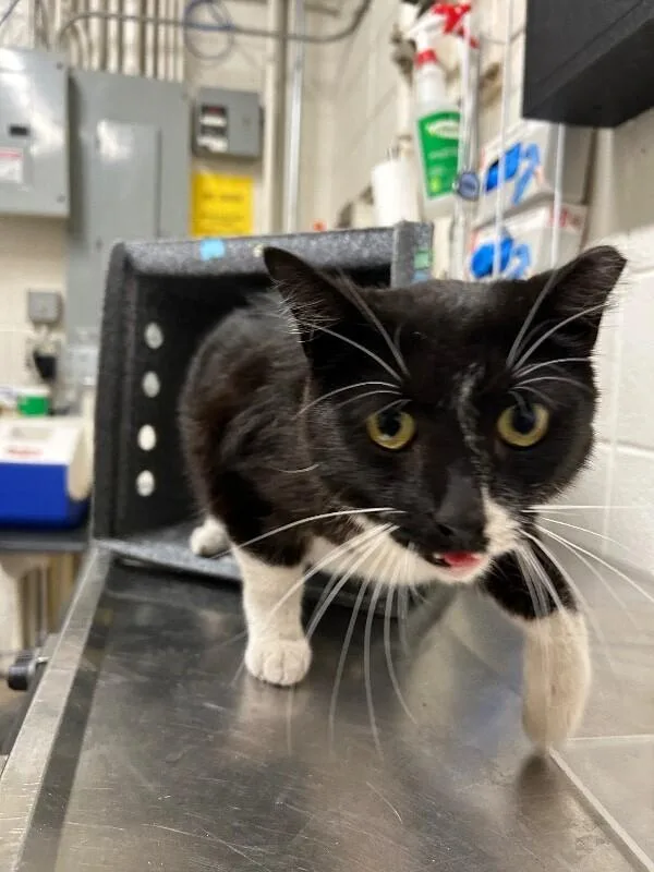An adult medium-sized female Black Domestic Short Hair cat named Mavis for adoption in Fruit Heights, UT