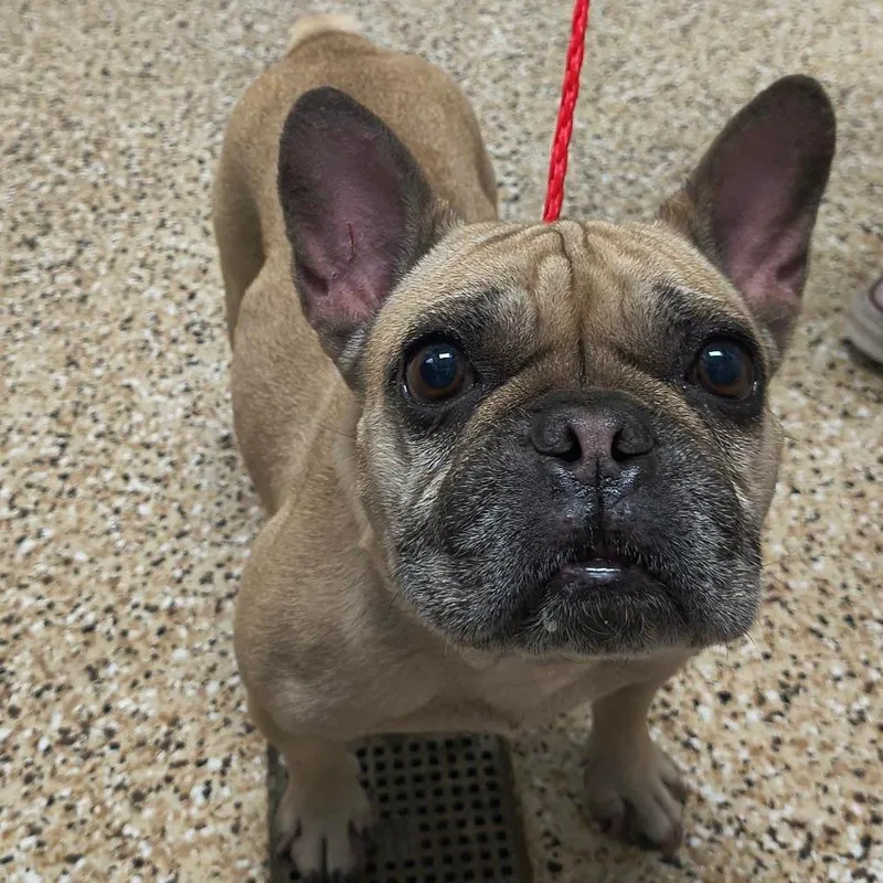 An adult small-sized female English Bulldog dog named Dog for adoption in Bullhead City, AZ
