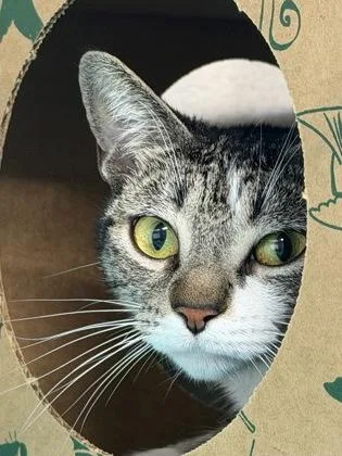 A baby small-sized female Domestic Short Hair cat named Marz for adoption in West Chester, PA