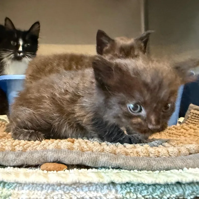 A baby small-sized male Black Domestic Short Hair cat named Midnight for adoption in Cedaredge, CO