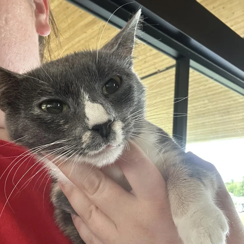 An adult medium-sized female Gray / Blue / Silver Domestic Short Hair cat named Bluebell for adoption in Leander, TX