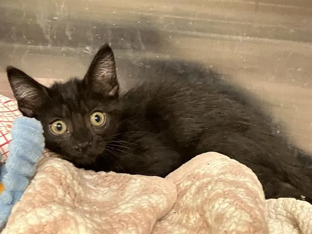 A baby small-sized female Domestic Short Hair cat named Cuddles for adoption in Tustin, CA