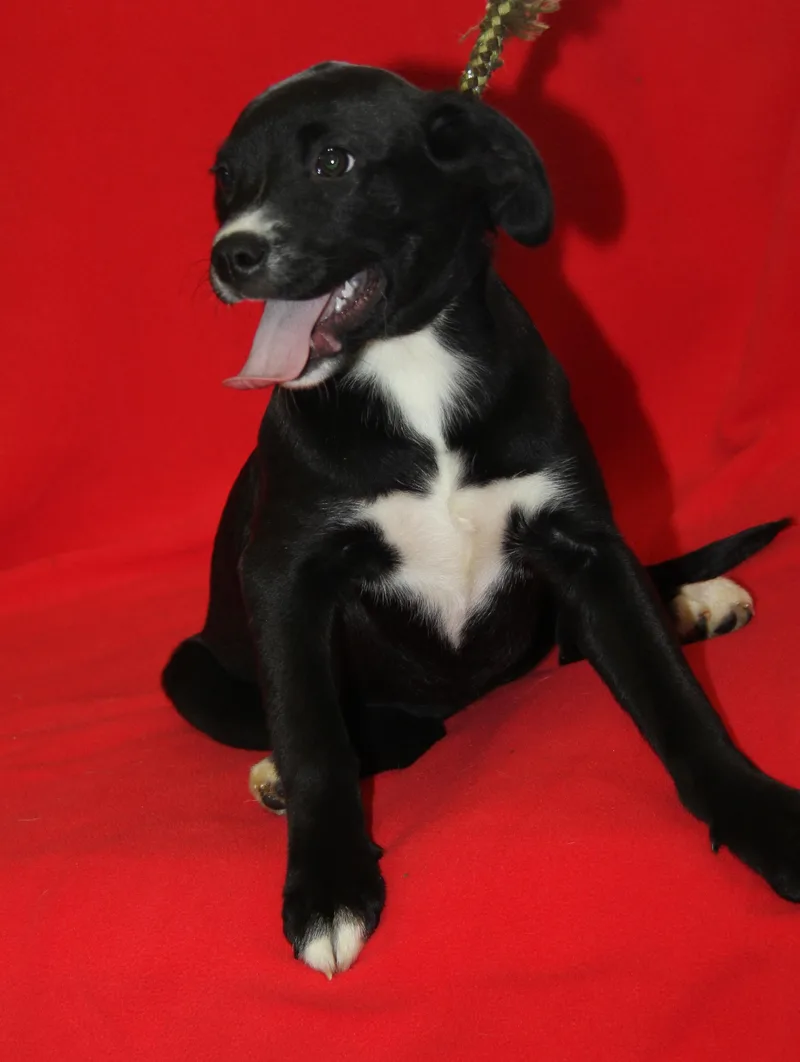 Munchkin thumbnail 2