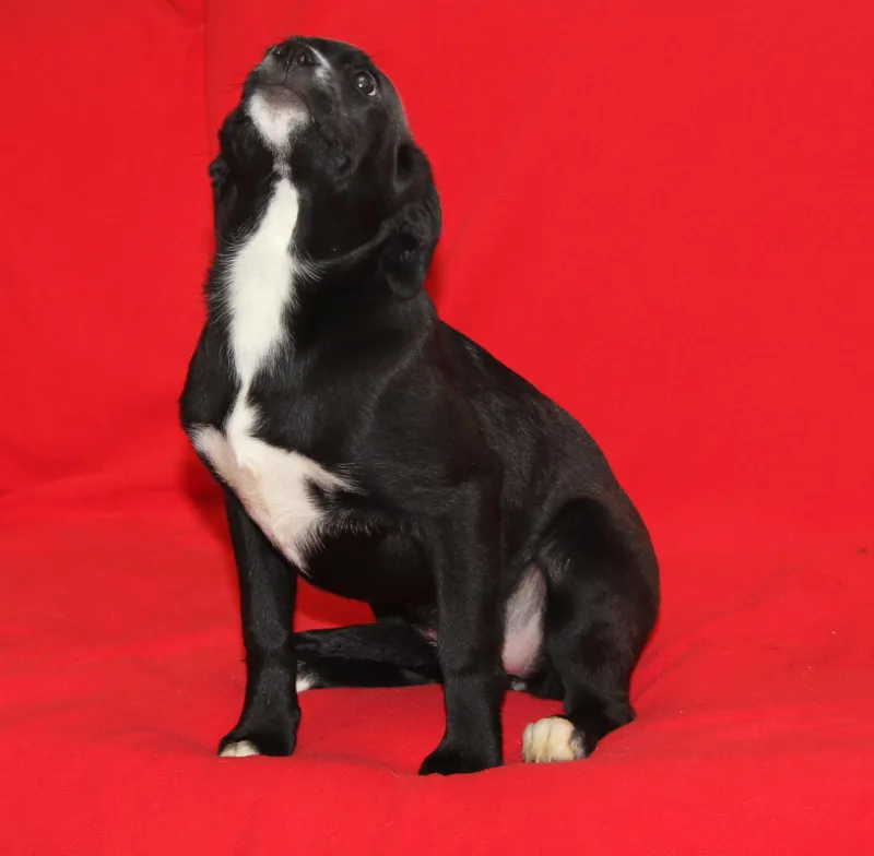 Munchkin thumbnail 3