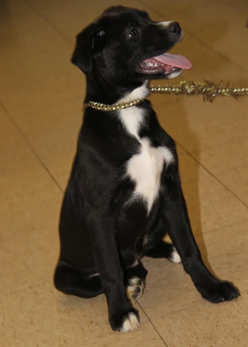 Munchkin thumbnail 4