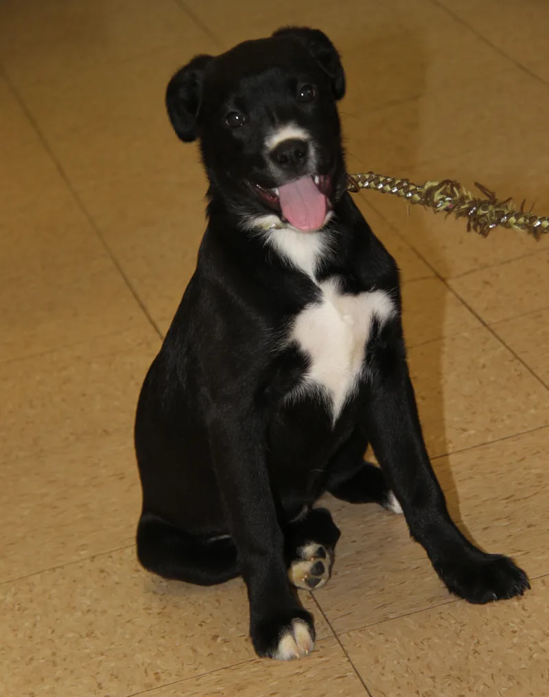 Munchkin thumbnail 5