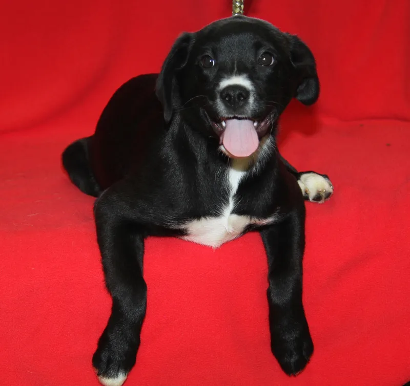 Munchkin thumbnail 6