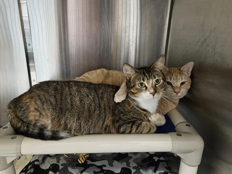 A young small-sized female Domestic Short Hair cat named Sid for adoption in Front Royal, VA